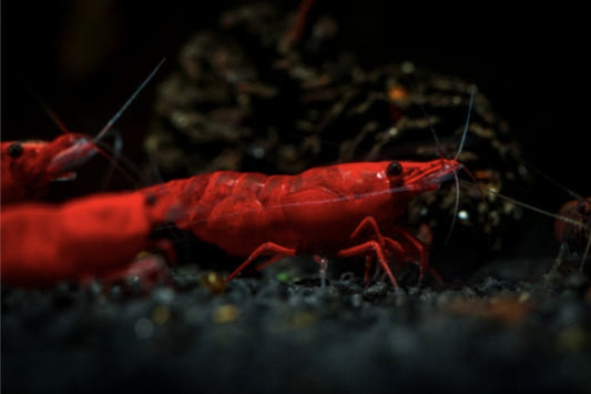 Red Fire Sakura Shrimp