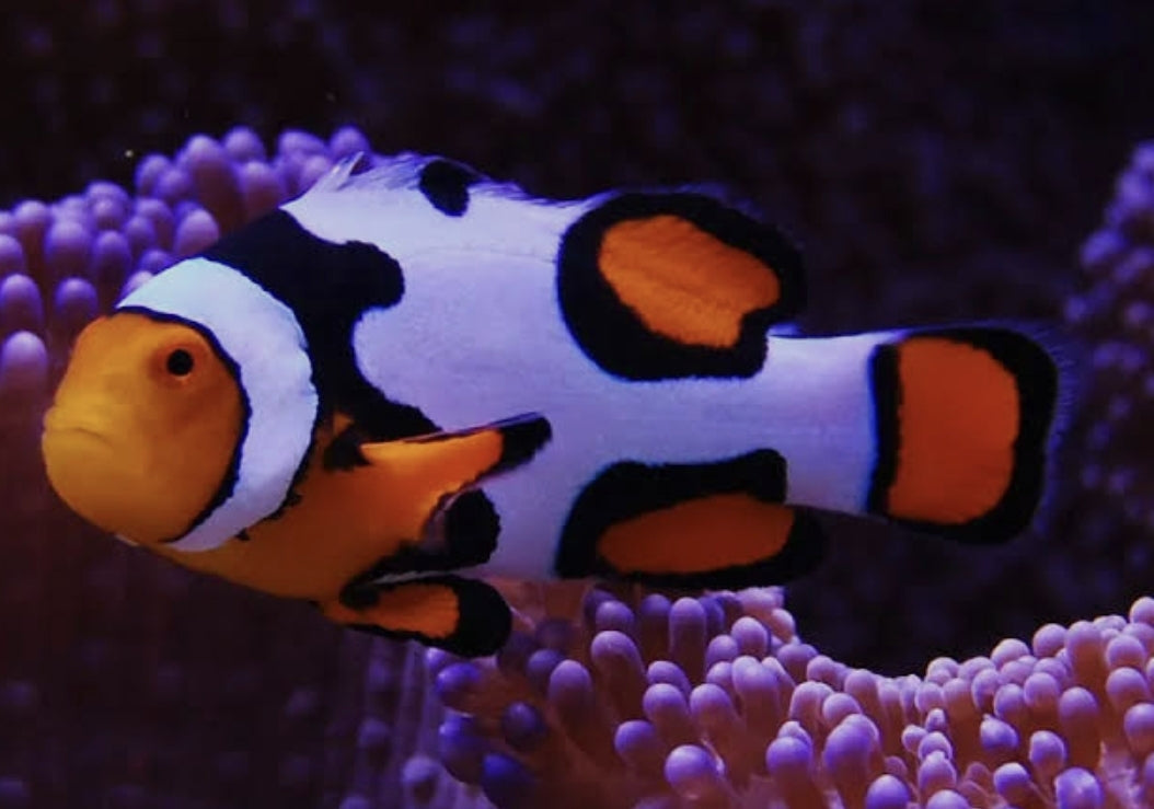 Black Picasso Clownfish M/L