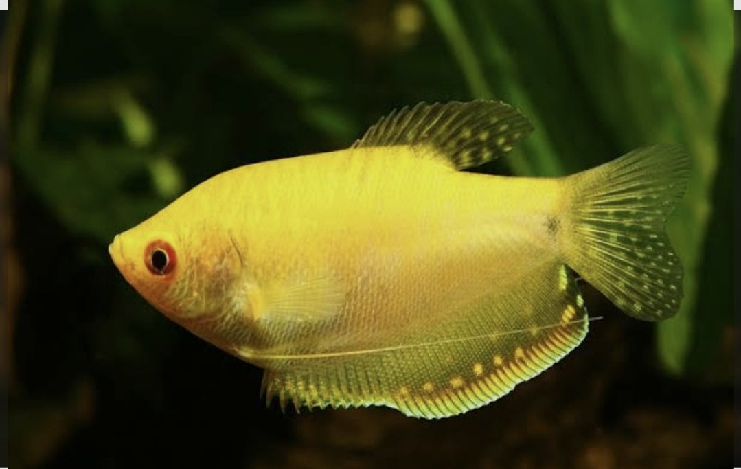 Golden Gourami Large