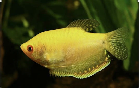 Golden Gourami Large