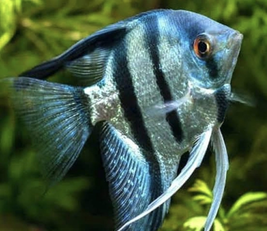 Blue Zebra Angels 	M/L