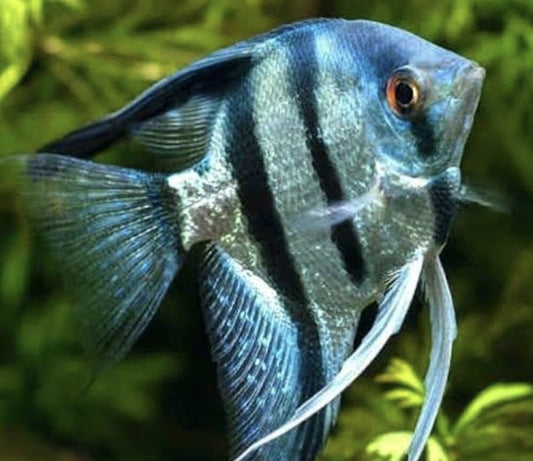 Blue Zebra Angels 	M/L