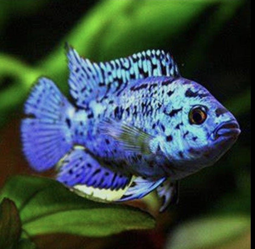 Electric Blue Jack Demsey M/L