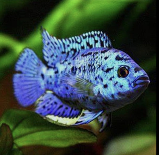 Electric Blue Jack Demsey M/L