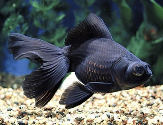 Black Moor Goldfish medium