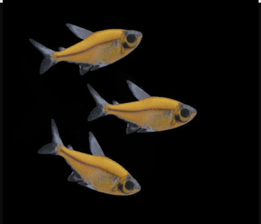 GMO Pristella  -Yellow	M/L