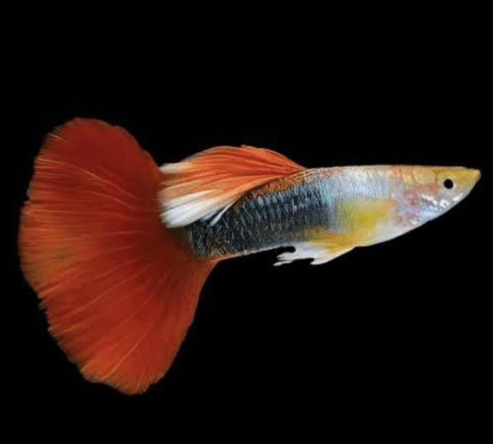 Red Blone Tuxedo Male Guppy  (show)