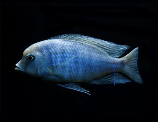 Cyrtocara Moorii	Med	120,00