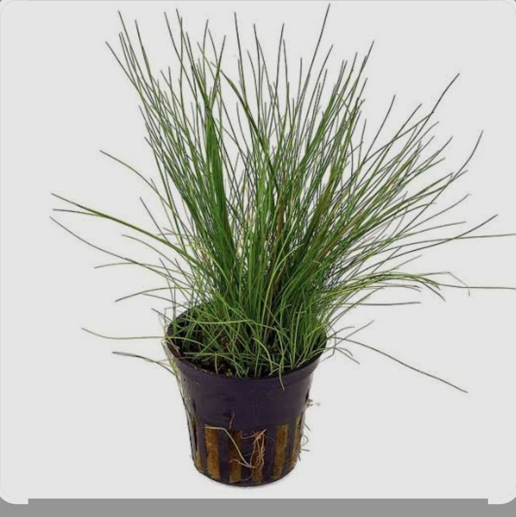 Eleocharis acicularis (Hair Grass) Potted