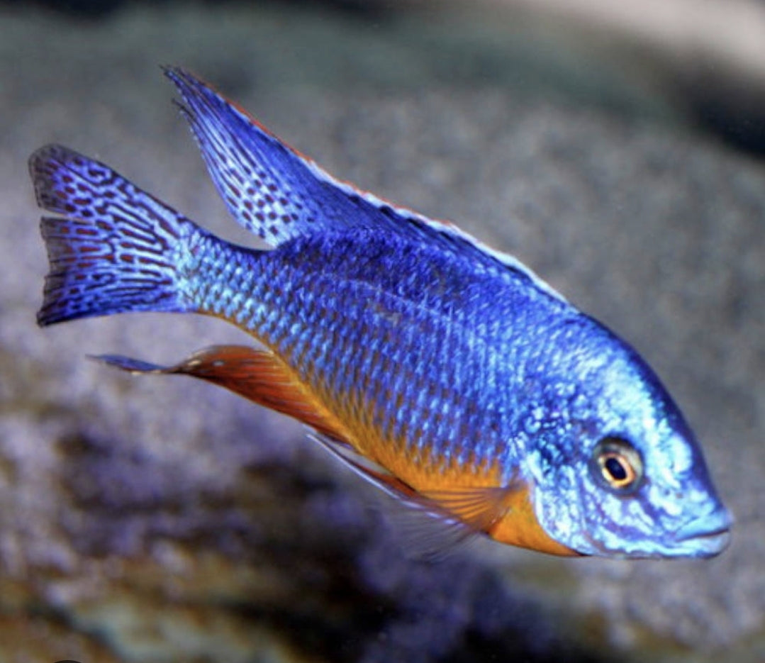 Taiwan Reef / Protomelas Steveni