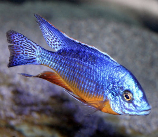 Taiwan Reef / Protomelas Steveni