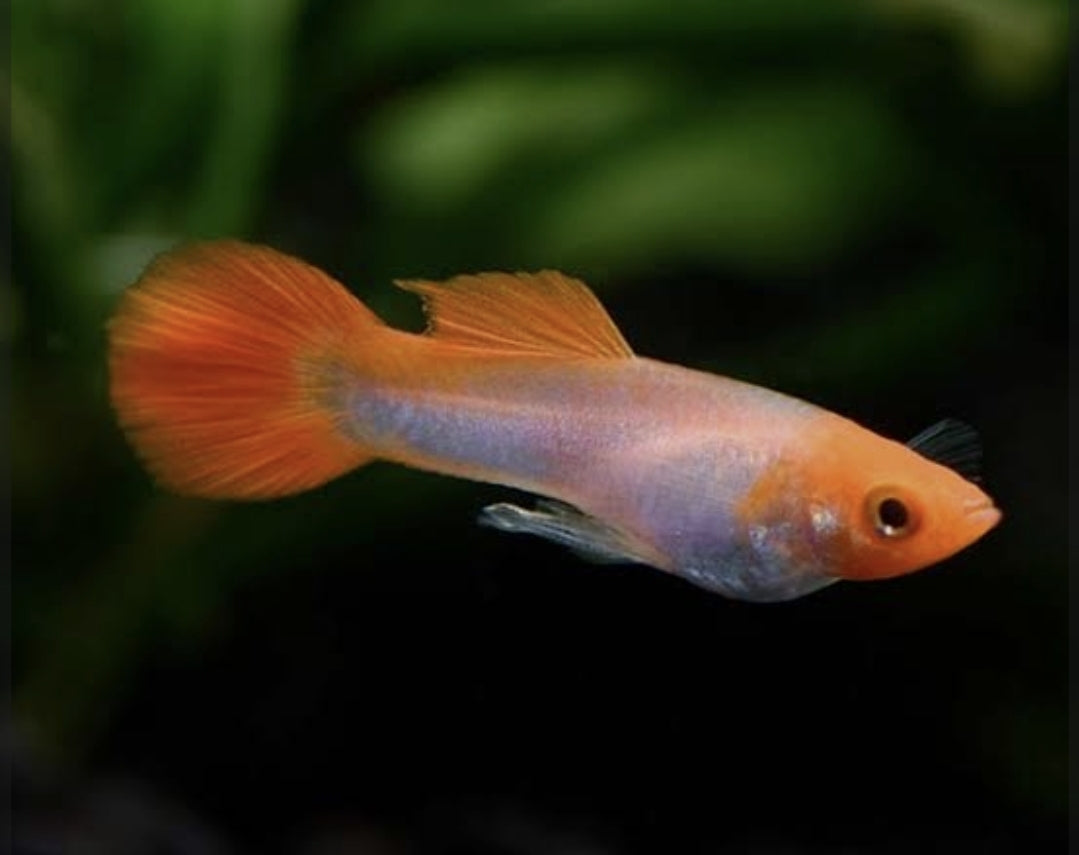 Kohaku Male Guppy (Show)