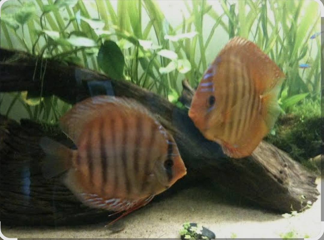 Santarem Discus Medium