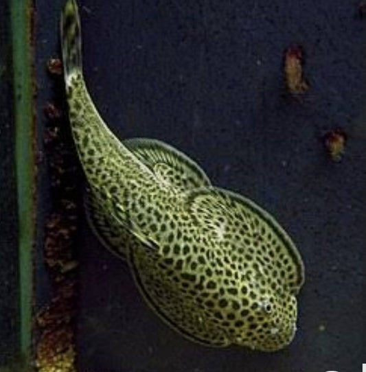 Borneo Sucker/ Beaufortia Leveretti