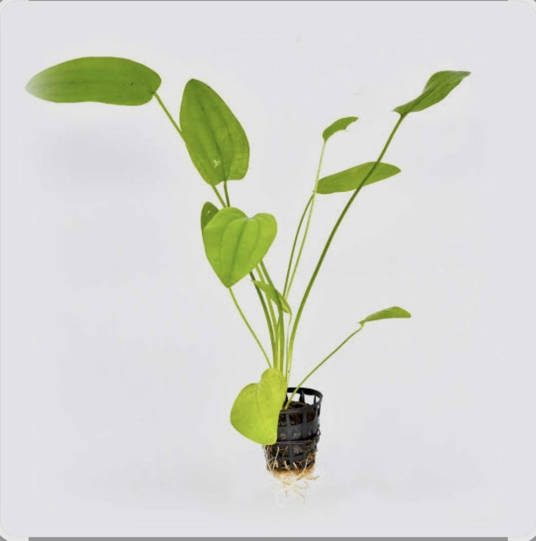 Echinodorus subulatus	Potted