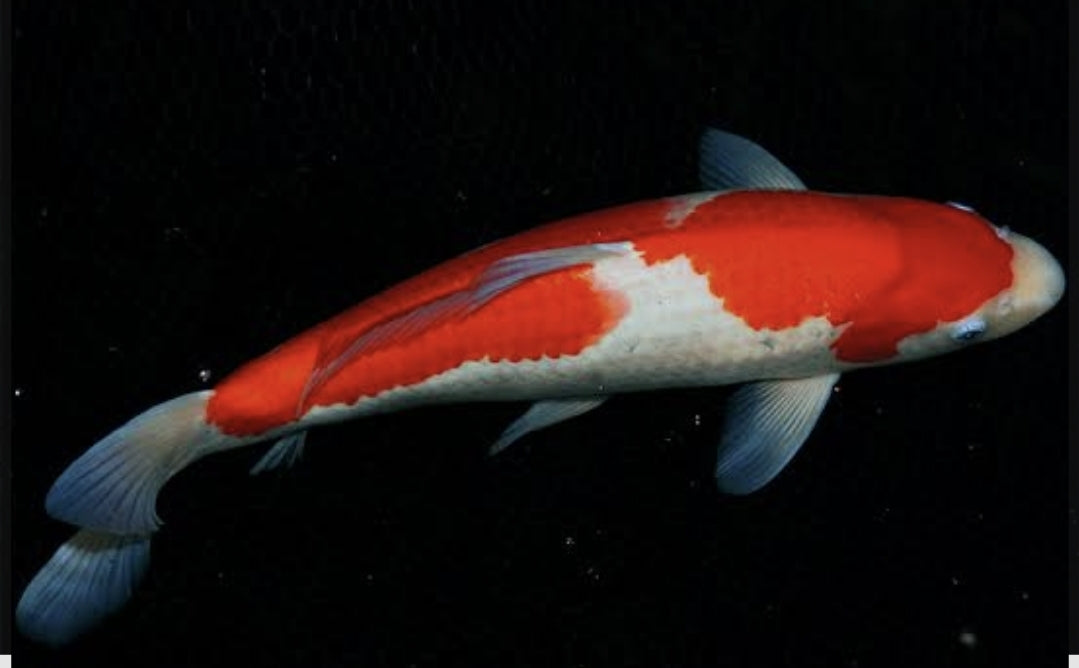 Kohaku