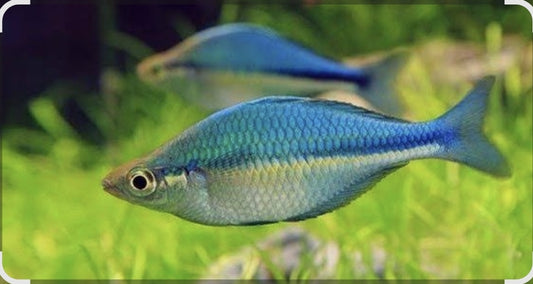 Lake Katubu Rainbow	Med