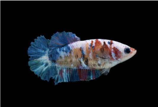 Siamese Female Betta