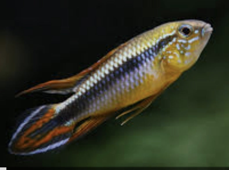 Apistogramma Agassizi White Steam Medium