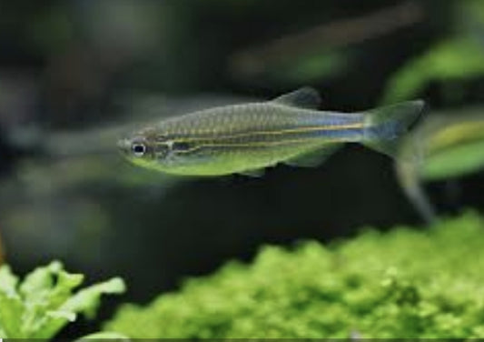 Turquoise Green Danio M/L