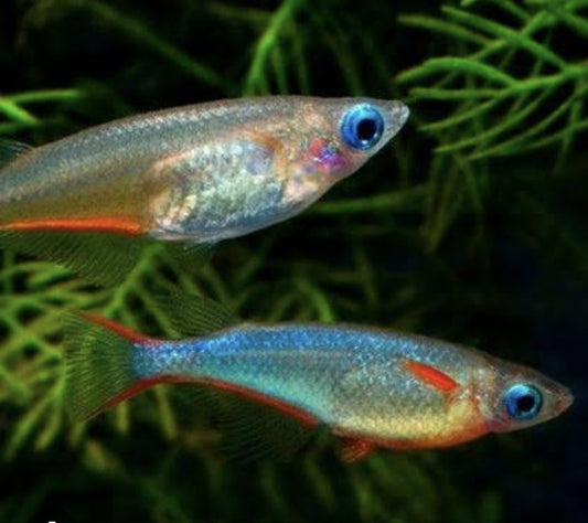 Daizy Blue Rice Fish	M/L