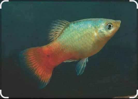 Coral Blue Wagtail medium