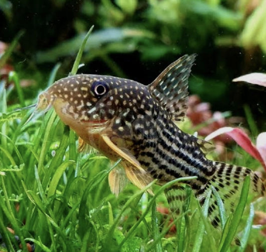 Sterbai Corydoras M/L
