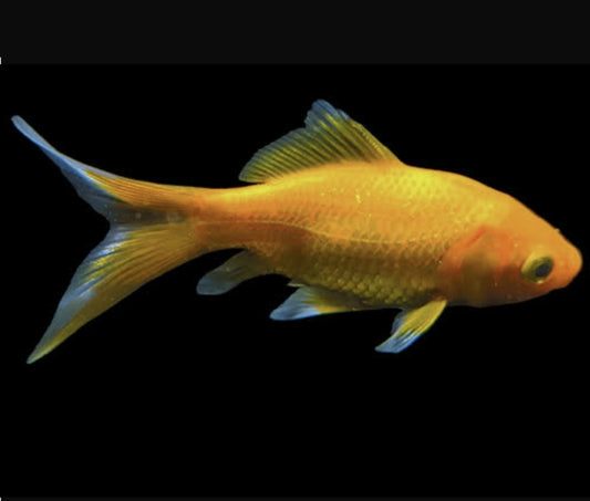 Yellow Comet 	Medium