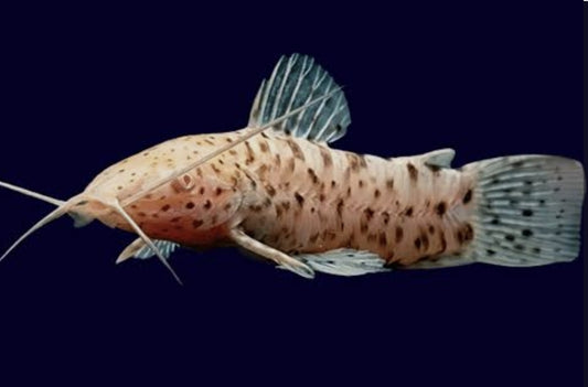 Albino Hoplo Cat	Med