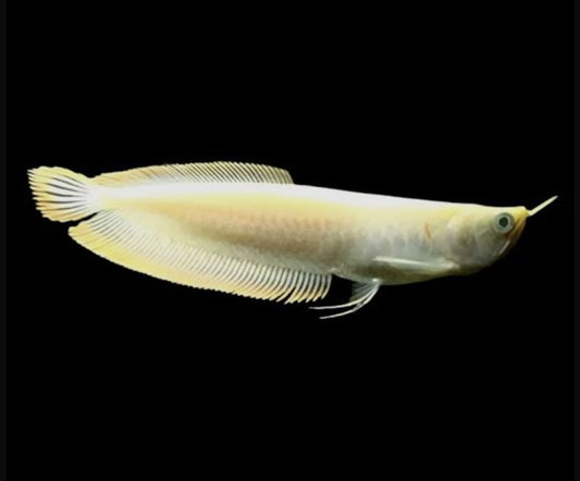 Albino Silver Arowana Small