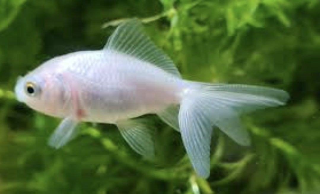 White Fantail Goldfish Medium