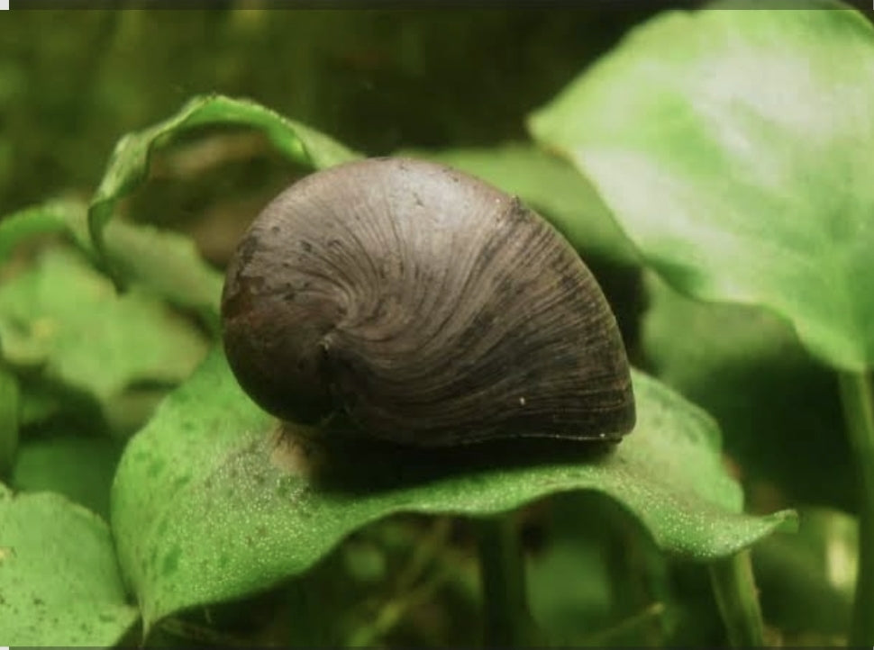 Helmet Snail - Niritina Pulligera	Med