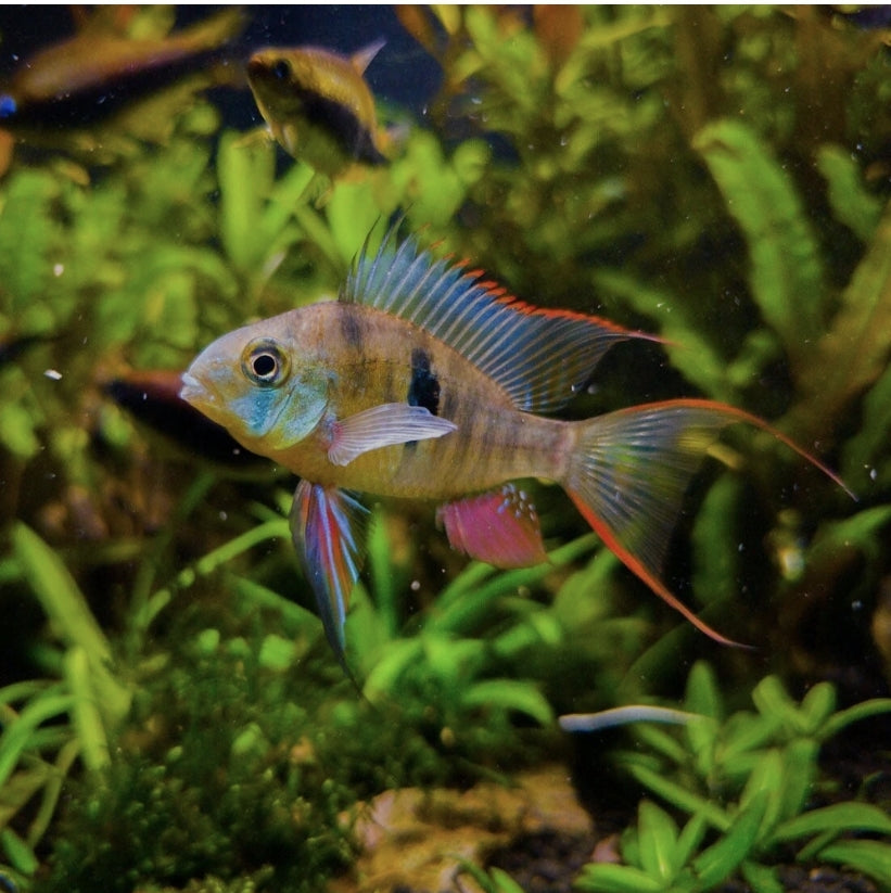 Bolivian Ramirezi	 M/L