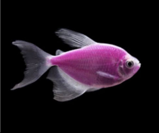 GMO - Purple Tetra	M/L