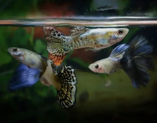 Assorted Male Guppy (show)