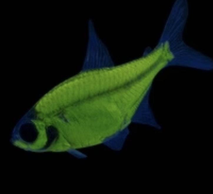 GMO - Green Pristella 	M/L