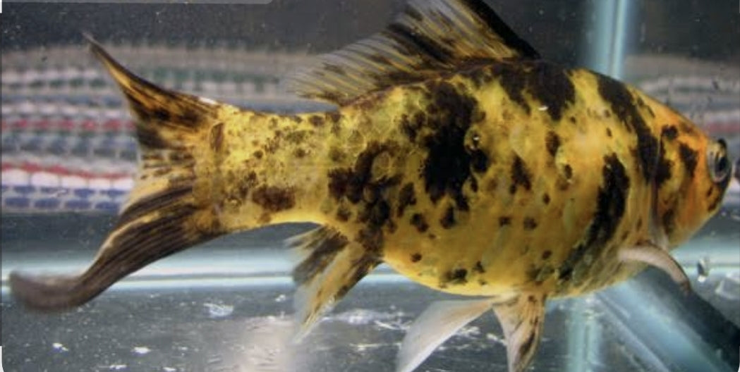 Yellow & Black shubunkins 60