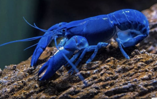 Bright Blue Lobster 	Med