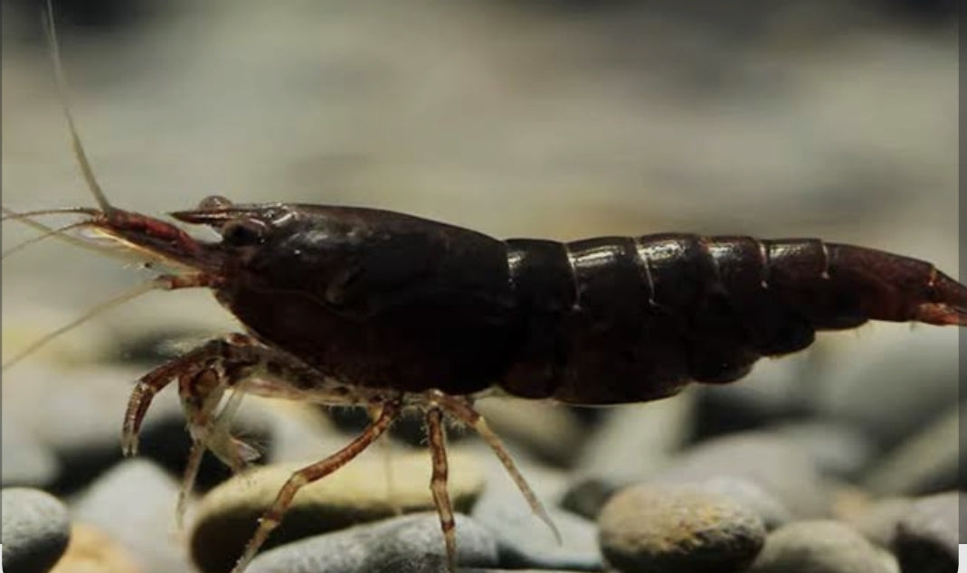 Black Coco shrimp