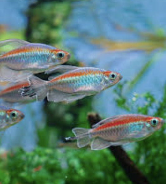 Tetra Congo	 M/L