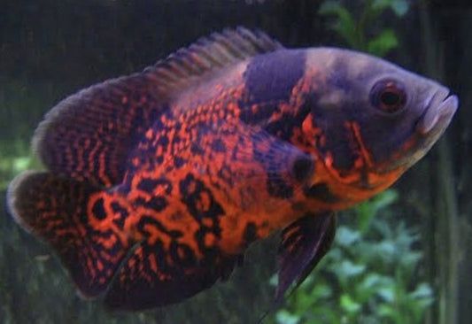 Red Tiger Oscar	Medium
