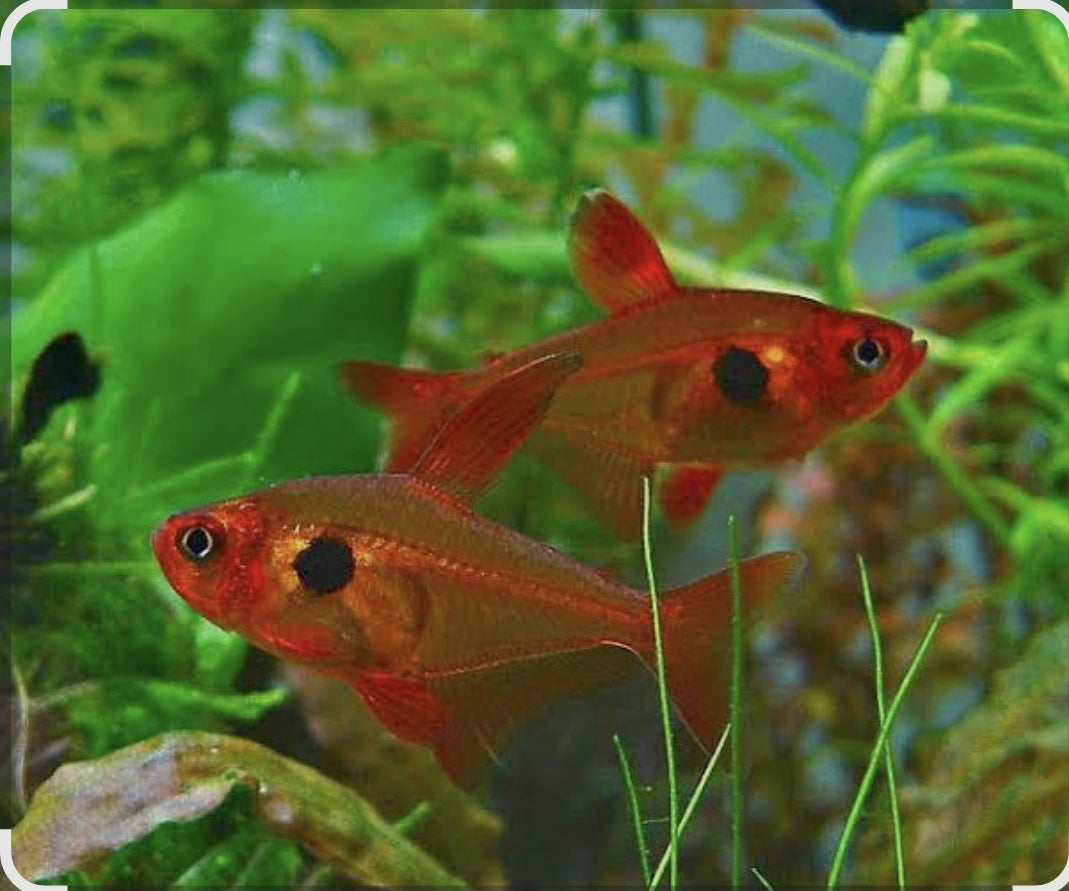 GMO - Red Tetra	 M/L