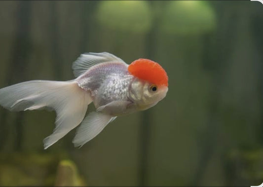 Red Cap Lionhead Oranda Medium
