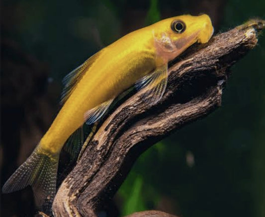 Gold & Black Algae Eater	M/L