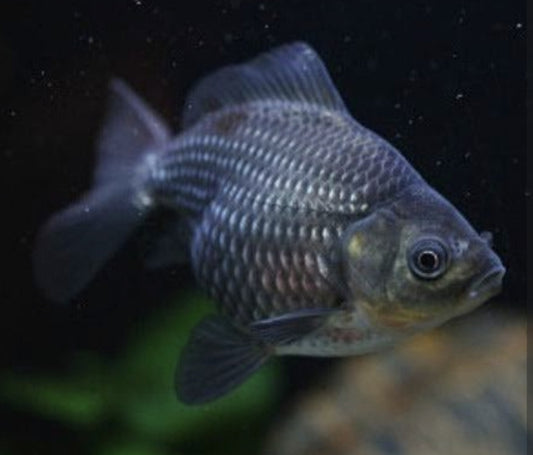 Blue Fantail Goldfish Medium