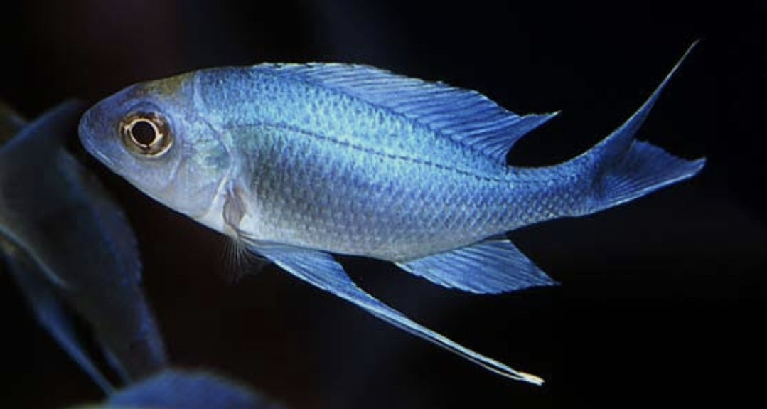 Ophthalmotilapia ventralis-Kasanga M/L