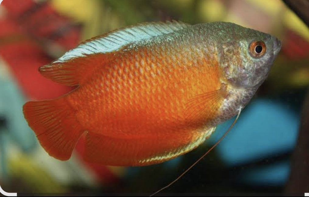Dwaf Gourami Large