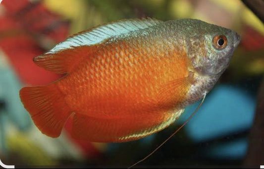 Dwaf Gourami Large