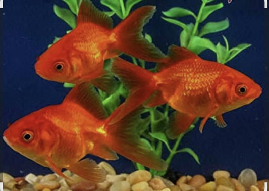 Goldfish Red Fantail	Medium