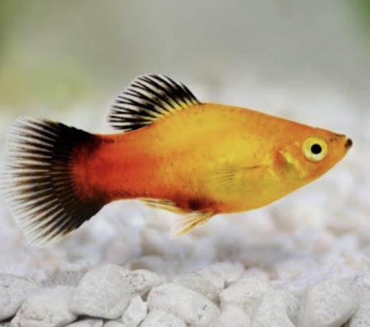 Sunset Wagtail Platy Medium